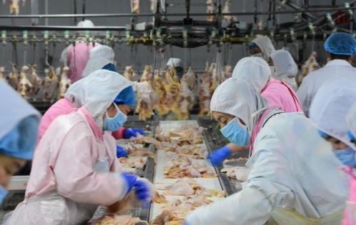 河北遵化 加快食品企業復產保供