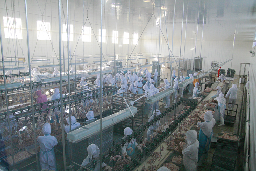黑龍江大森林食品集團生產綠色食品的基地