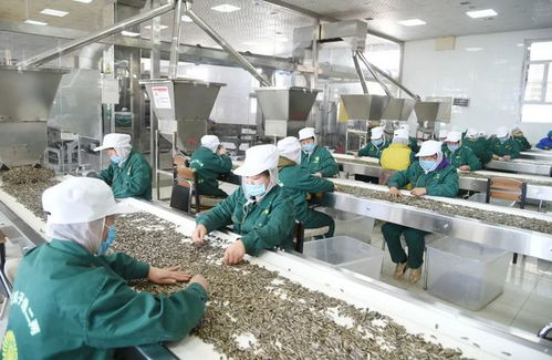 壯漢對照 塞上江南風光好 科技賦能品牌靚 全國少數民族地區報業社長總編巴彥淖爾行見聞