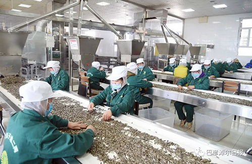 外地人眼中的巴彥淖爾,說得好有道理