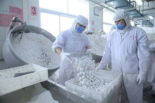 老字號食品企業元宵生產忙 組圖
