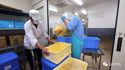 日本的孩子不吃盒飯,來看看日本的食品加工廠如何制作中小學生午餐